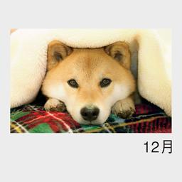 12サムネイル